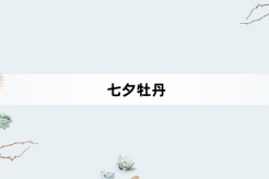 “七夕牡丹”网络梗词解释
