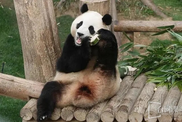 福寶電影《再見爺爺》何時上線