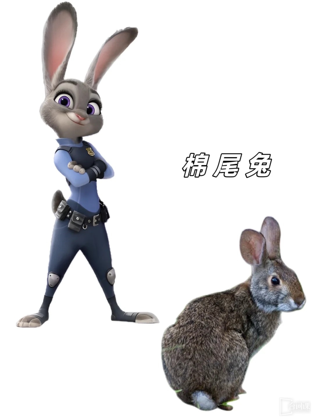 《疯狂动物城2》动物原型介绍
