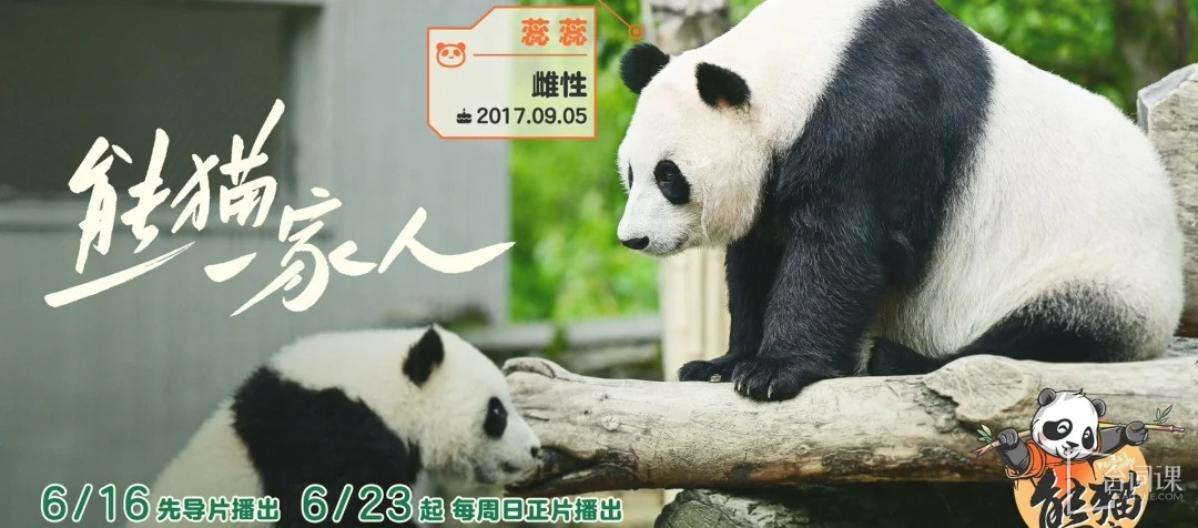 芒果熊猫一家人综艺熊猫阵容官宣