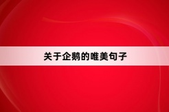 關於企鵝的唯美句子