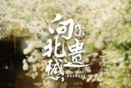 向北的遗憾